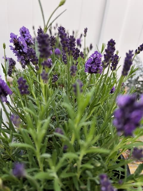 Lavandula (Lavender)