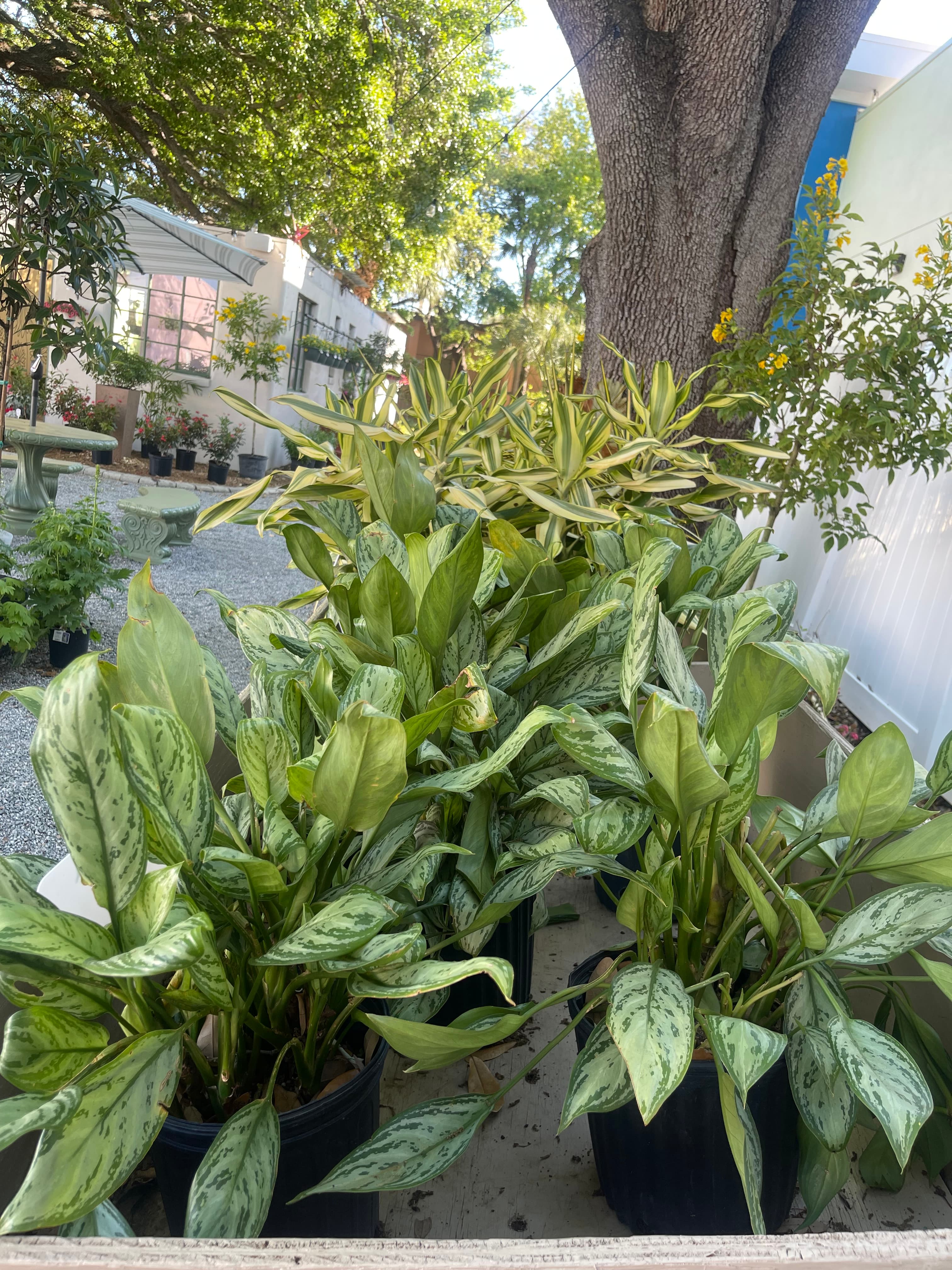 Grown In Dirt Garden Shop Gallery Photo 1