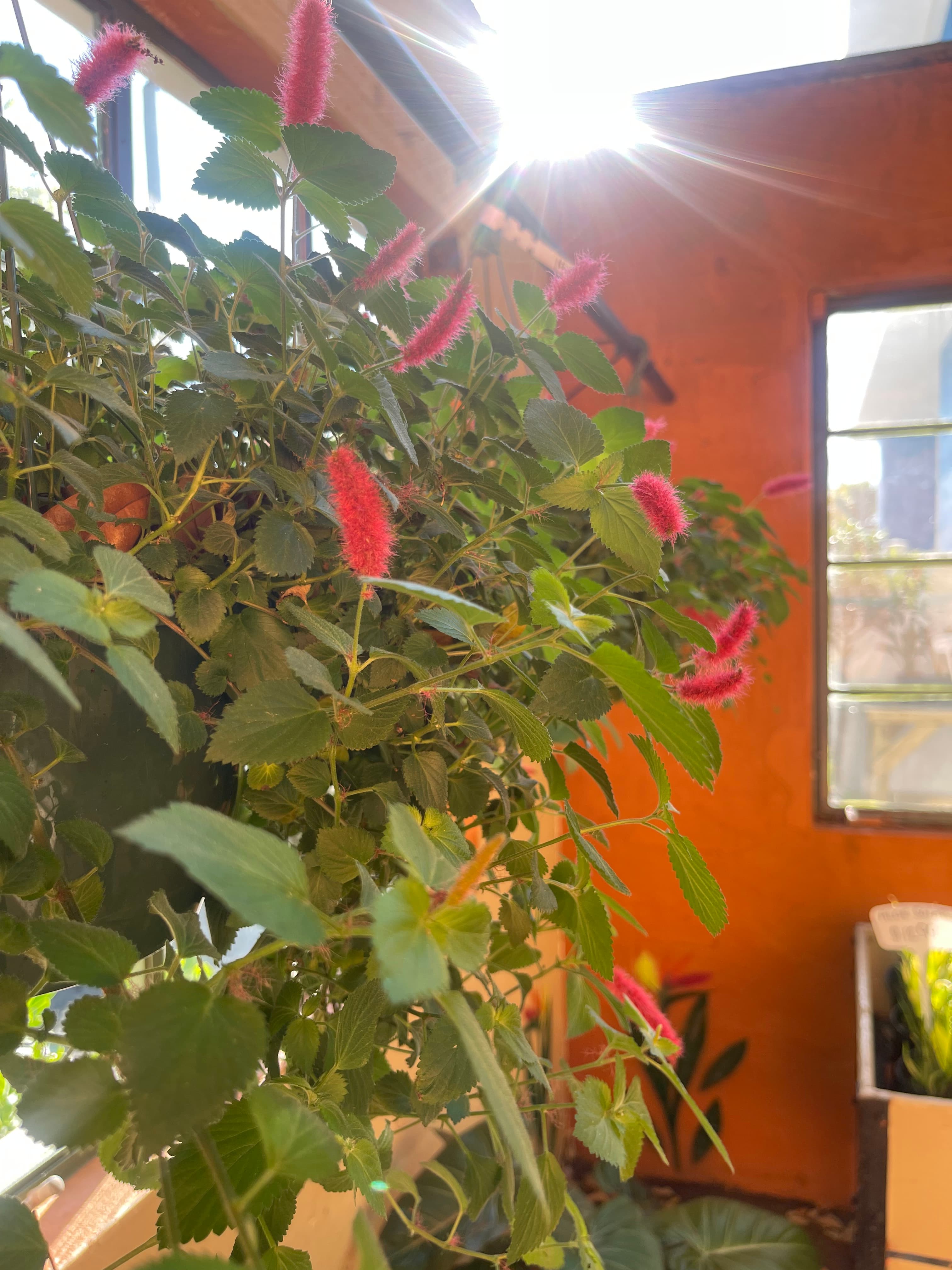 Grown In Dirt Garden Shop Gallery Photo 26