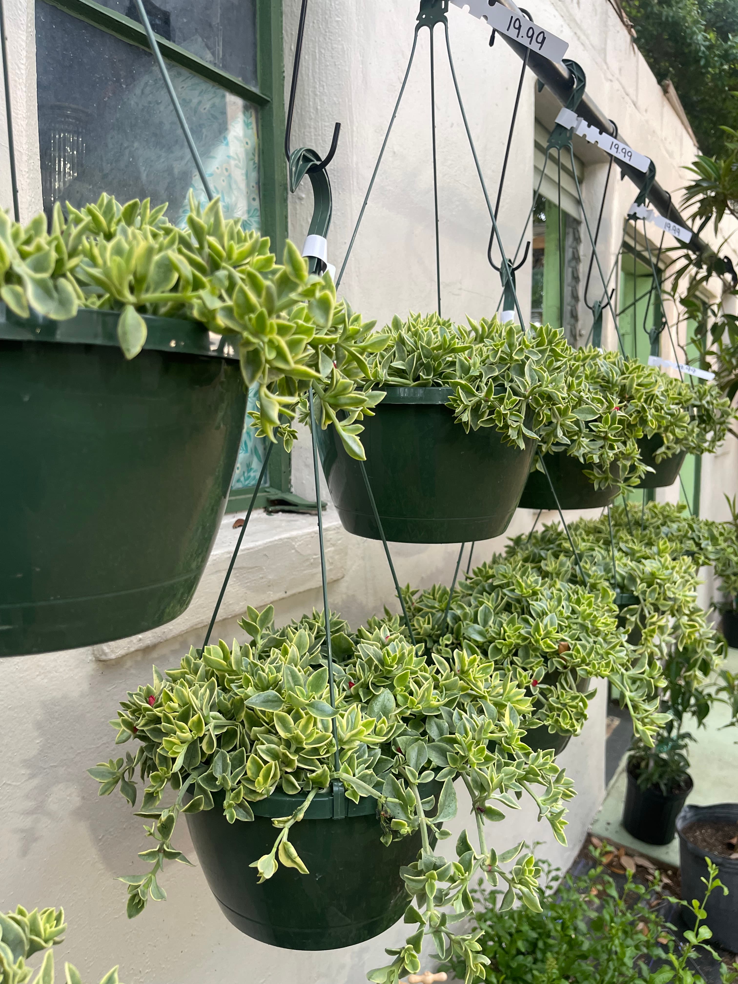 Grown In Dirt Garden Shop Gallery Photo 32