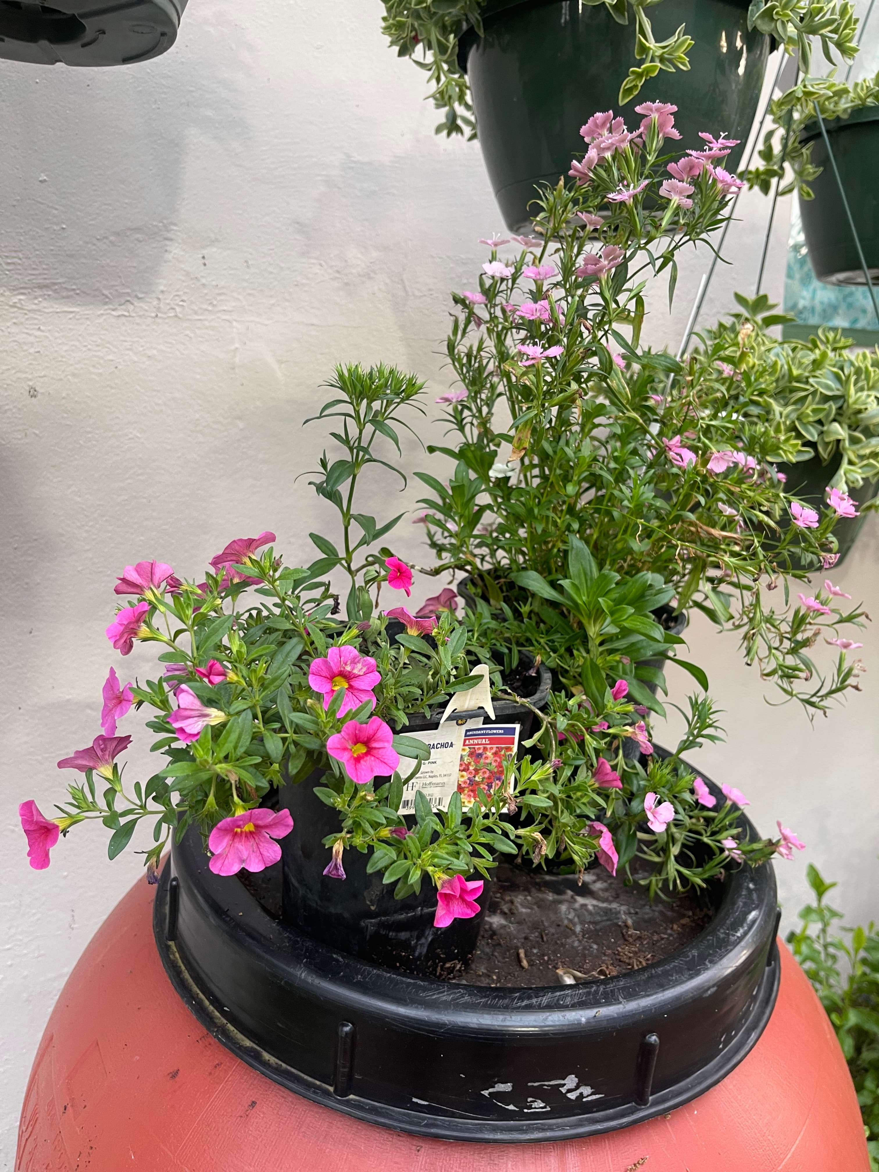 Grown In Dirt Garden Shop Gallery Photo 34