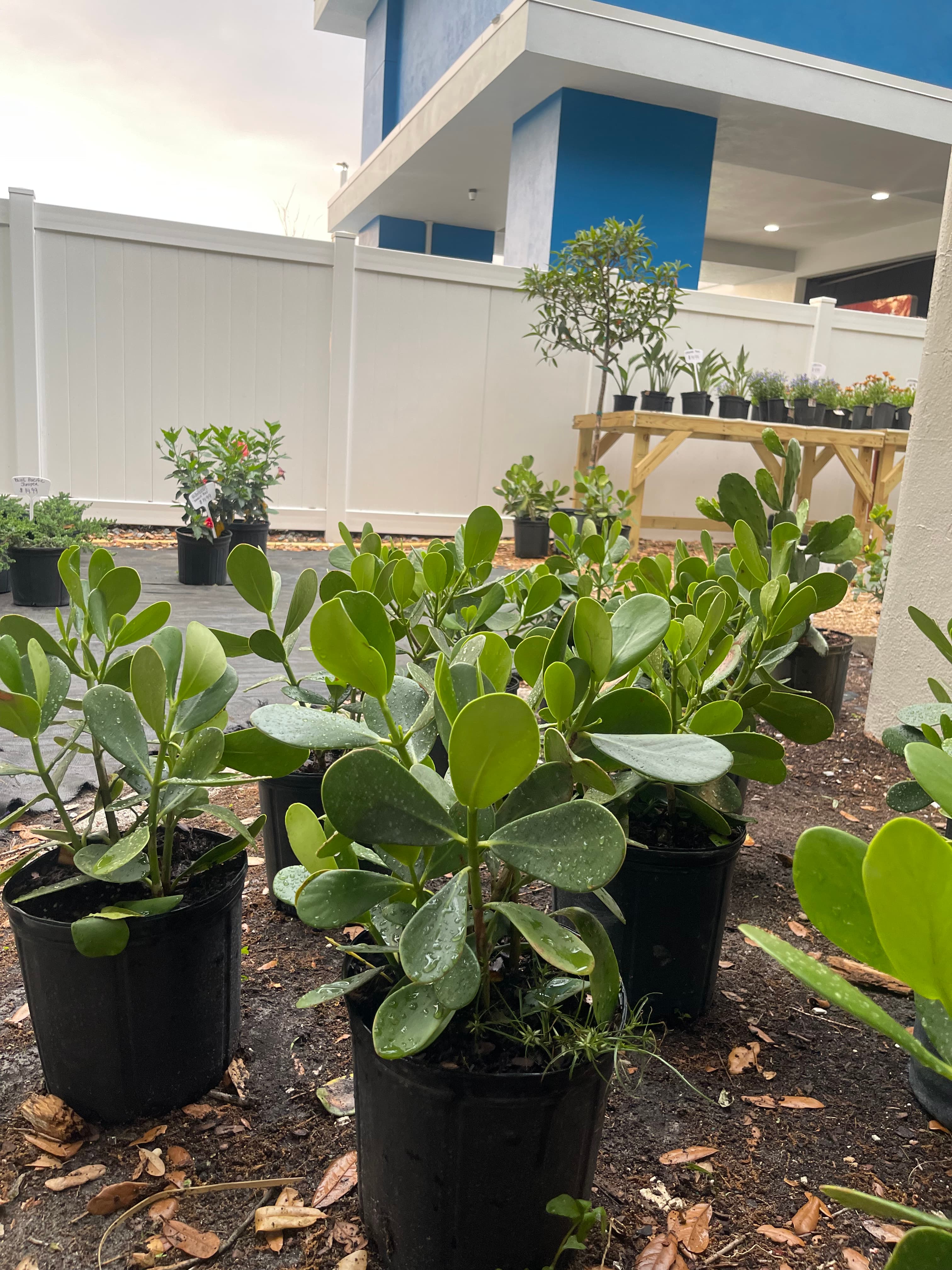 Grown In Dirt Garden Shop Gallery Photo 35