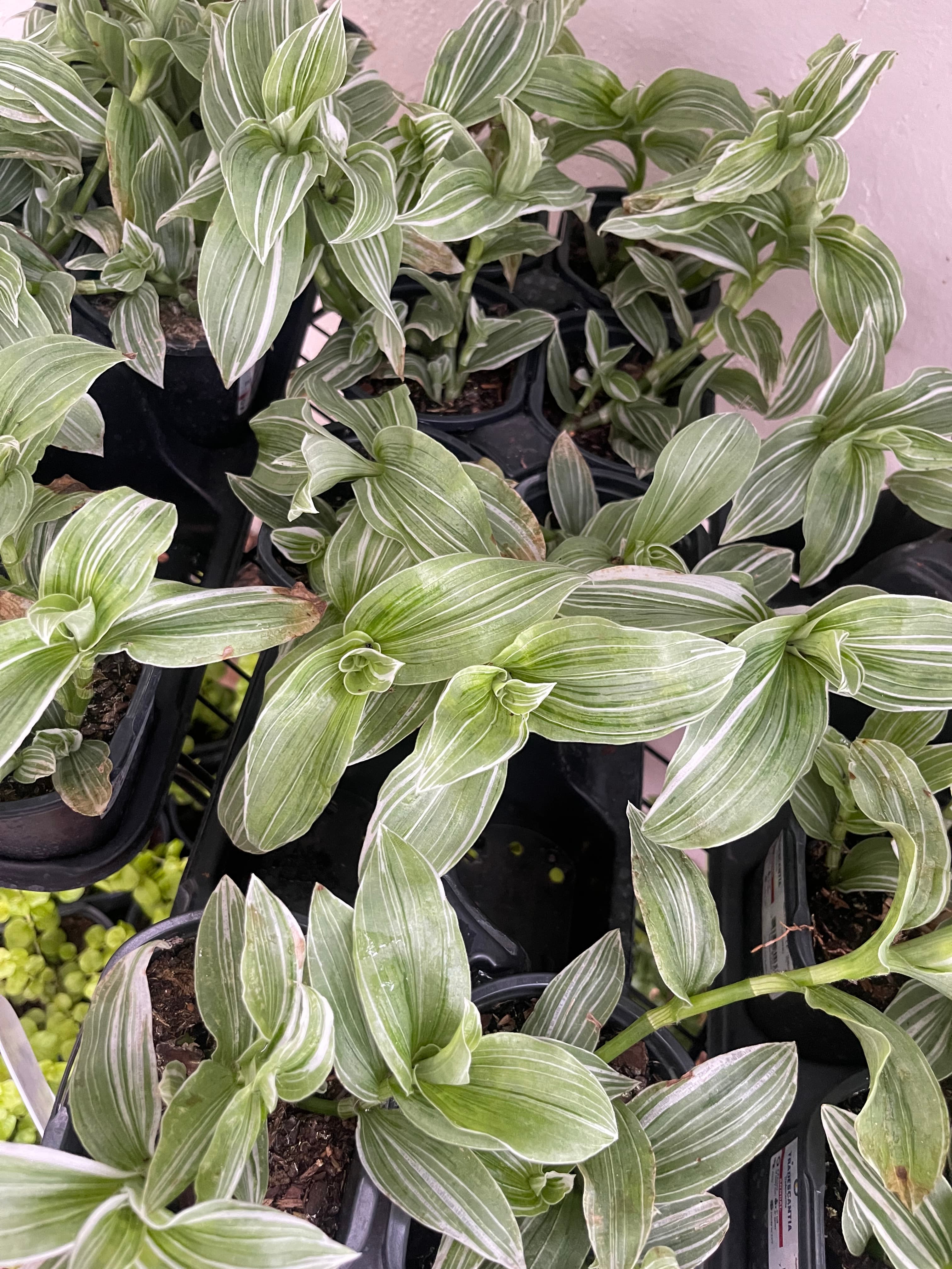 Grown In Dirt Garden Shop Gallery Photo 36