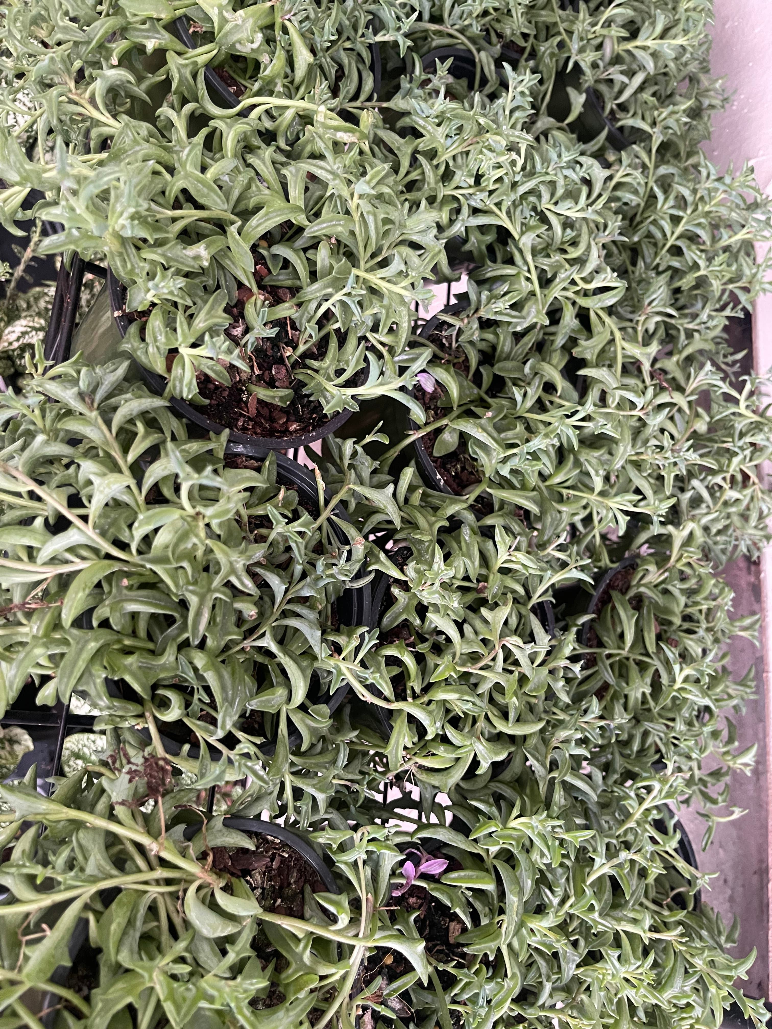 Grown In Dirt Garden Shop Gallery Photo 37