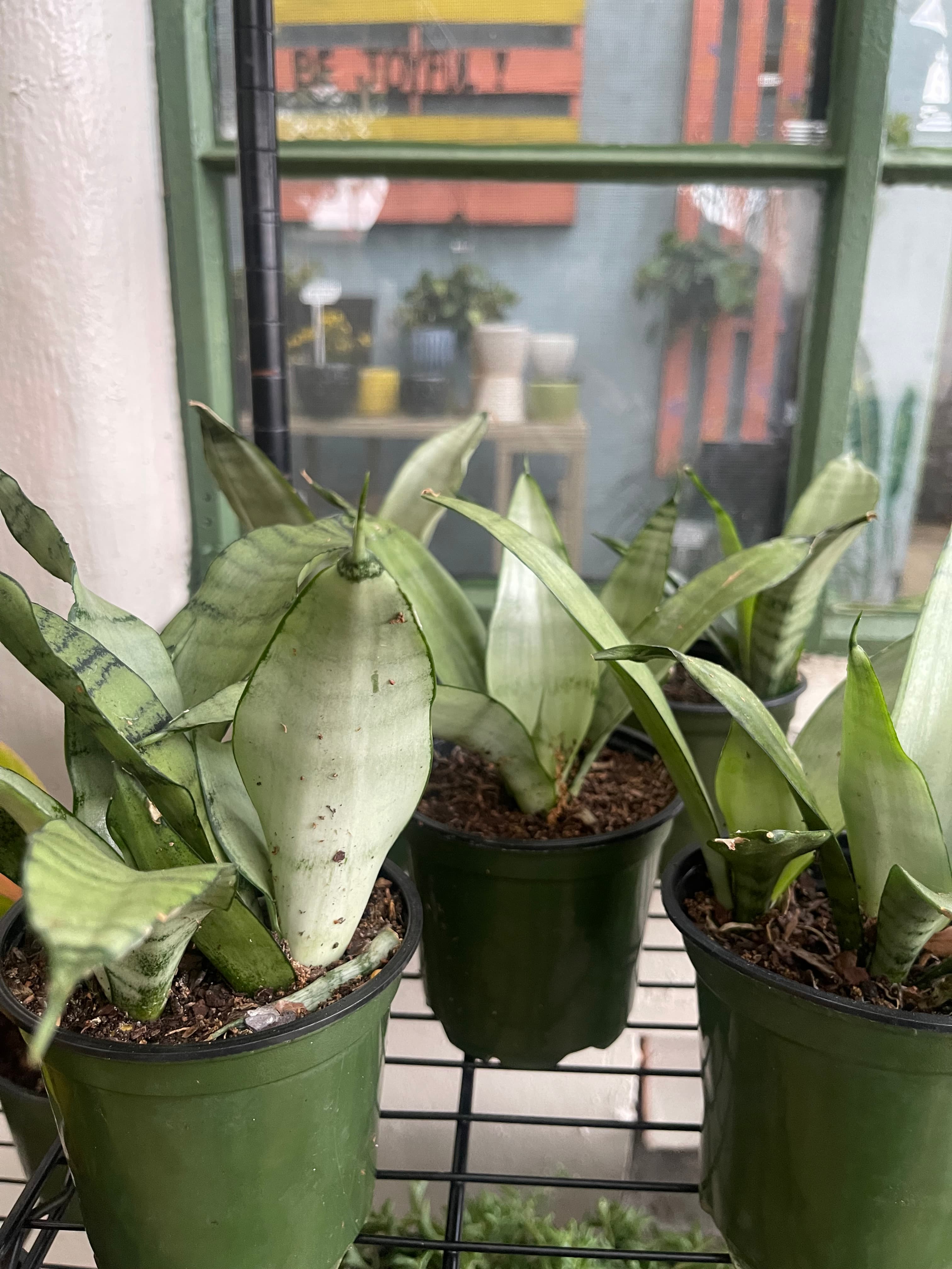 Grown In Dirt Garden Shop Gallery Photo 38