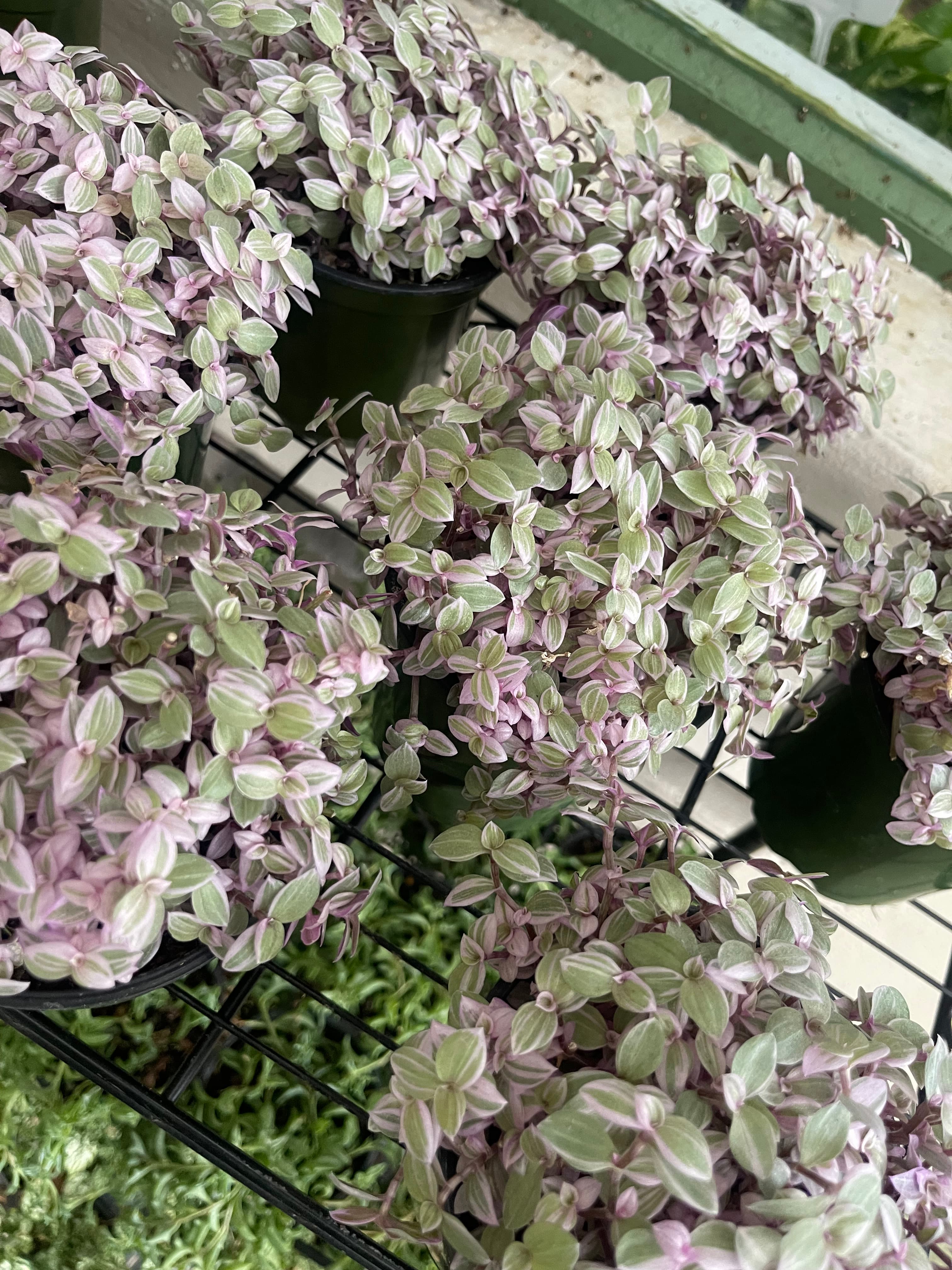 Grown In Dirt Garden Shop Gallery Photo 39