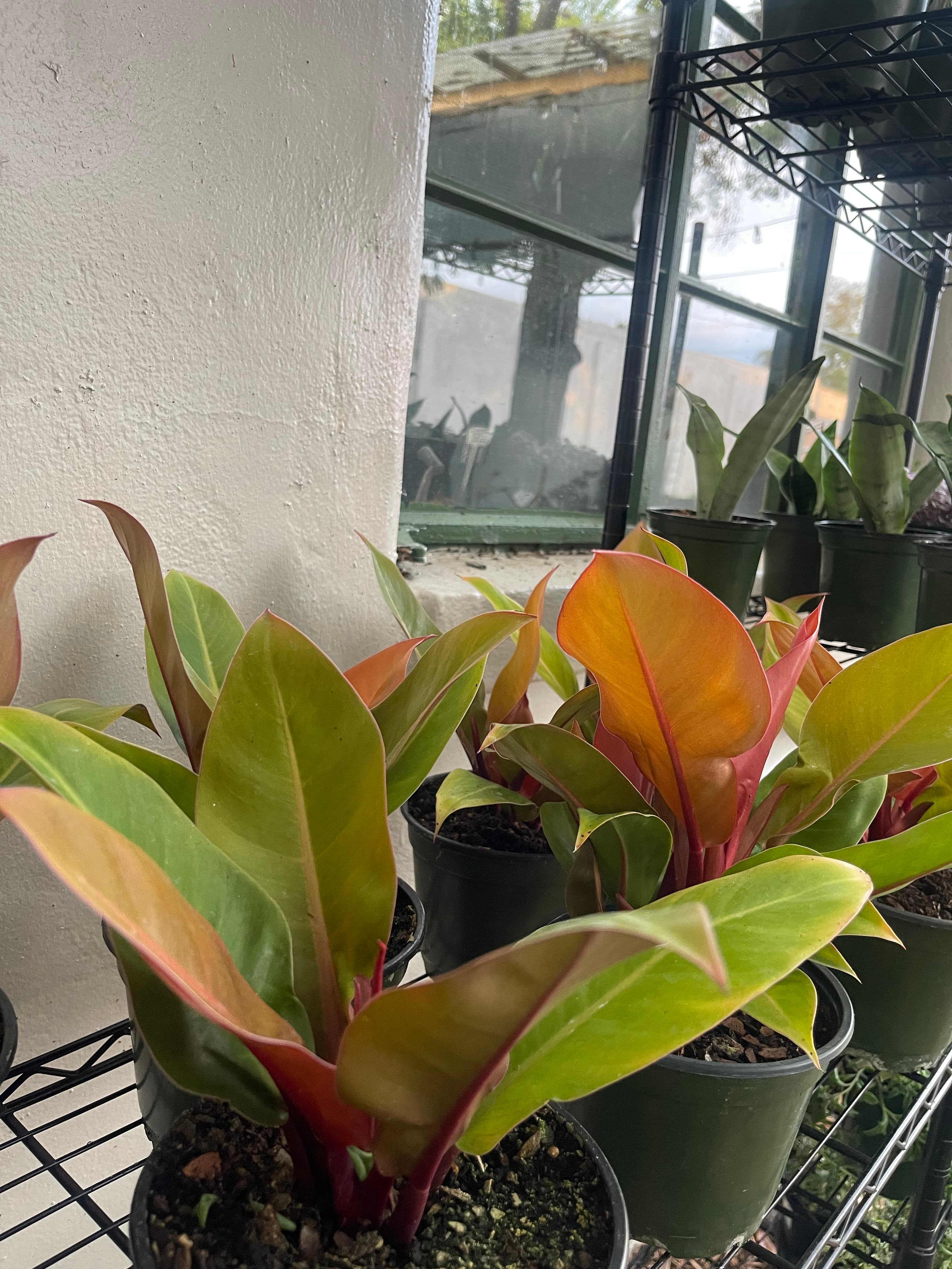 Grown In Dirt Garden Shop Gallery Photo 40