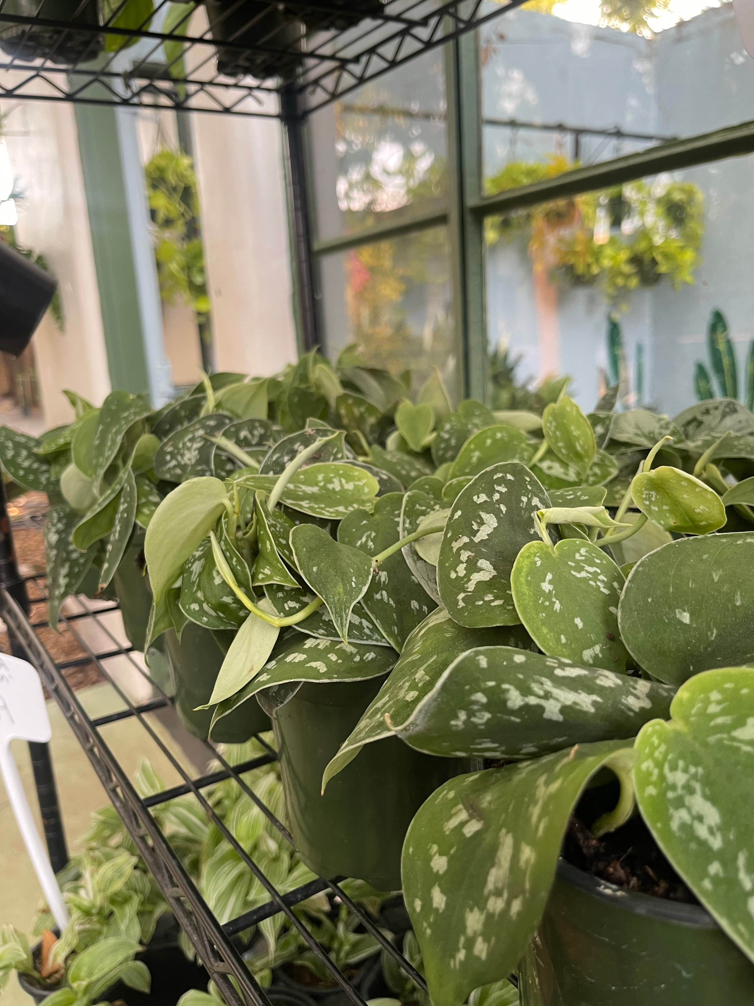 Grown In Dirt Garden Shop Gallery Photo 41