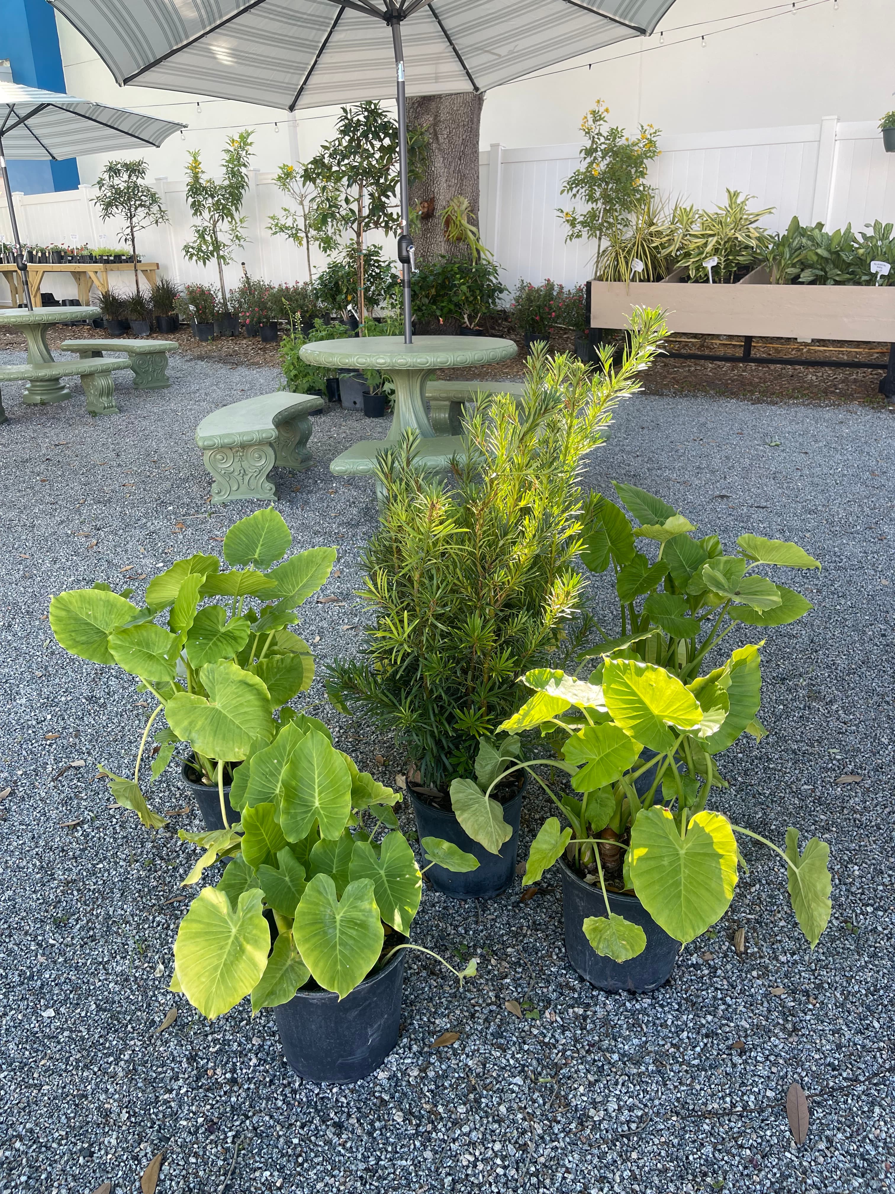 Grown In Dirt Garden Shop Gallery Photo 5