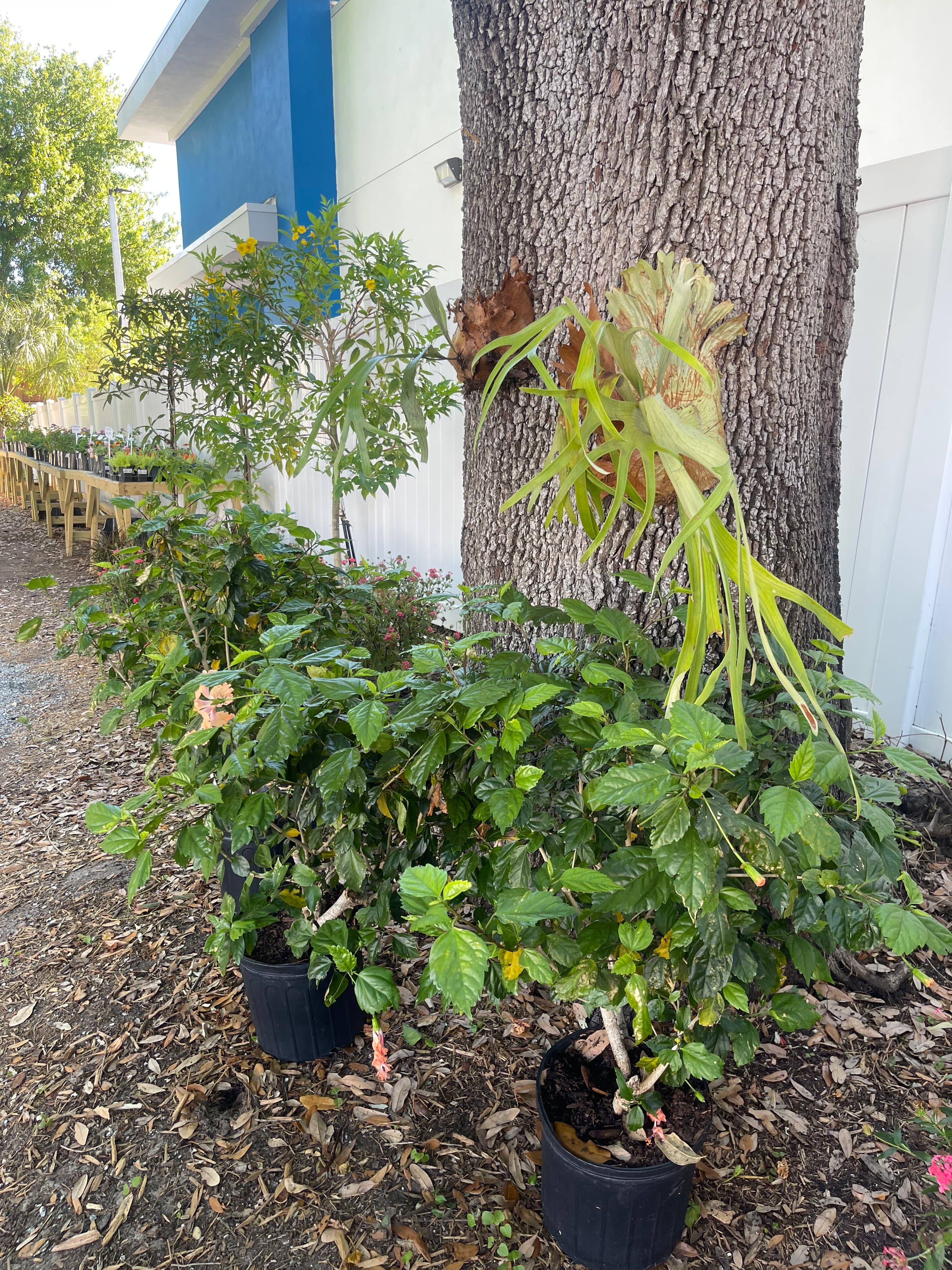 Grown In Dirt Garden Shop Gallery Photo 6