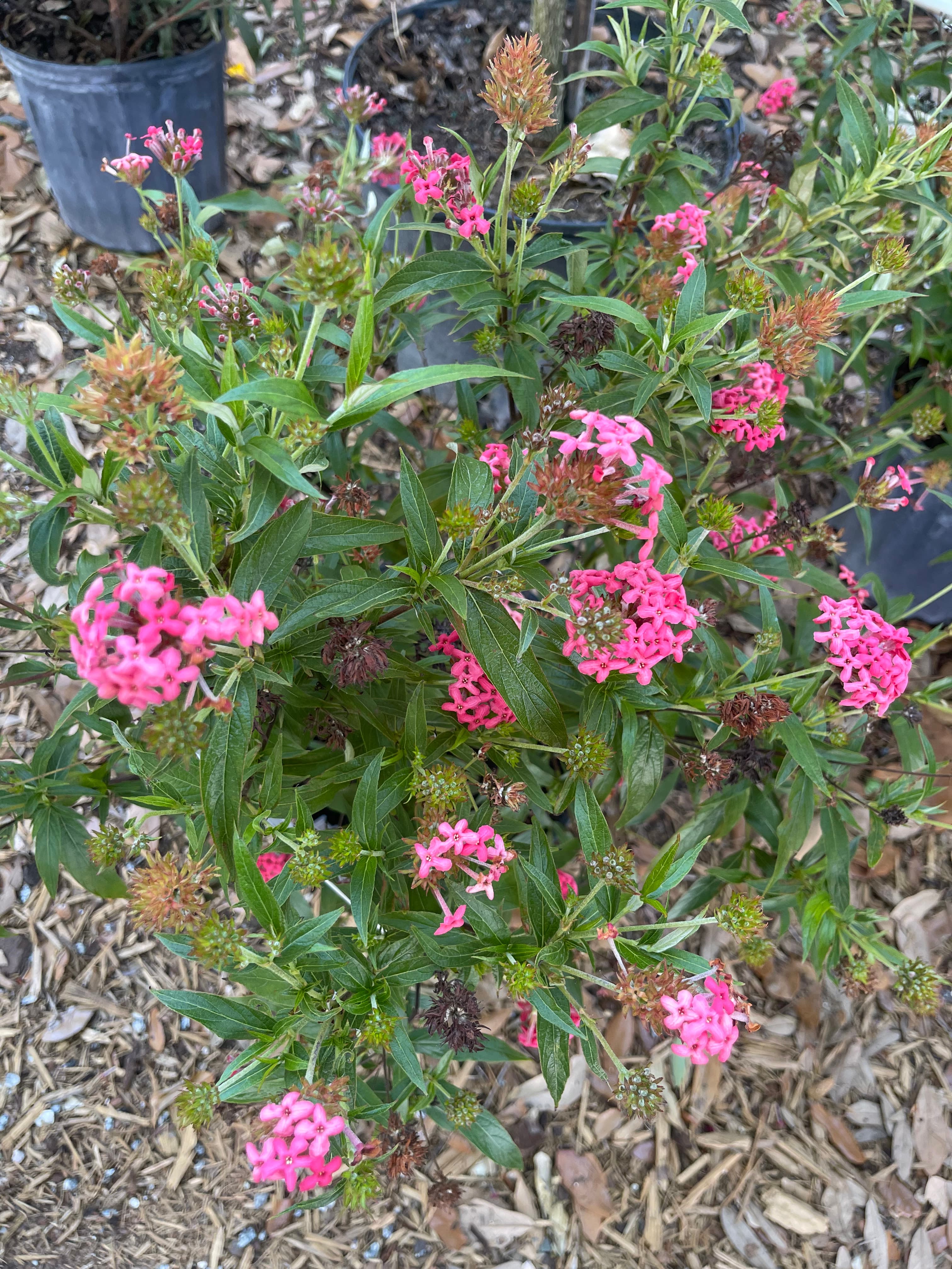 Grown In Dirt Garden Shop Gallery Photo 7