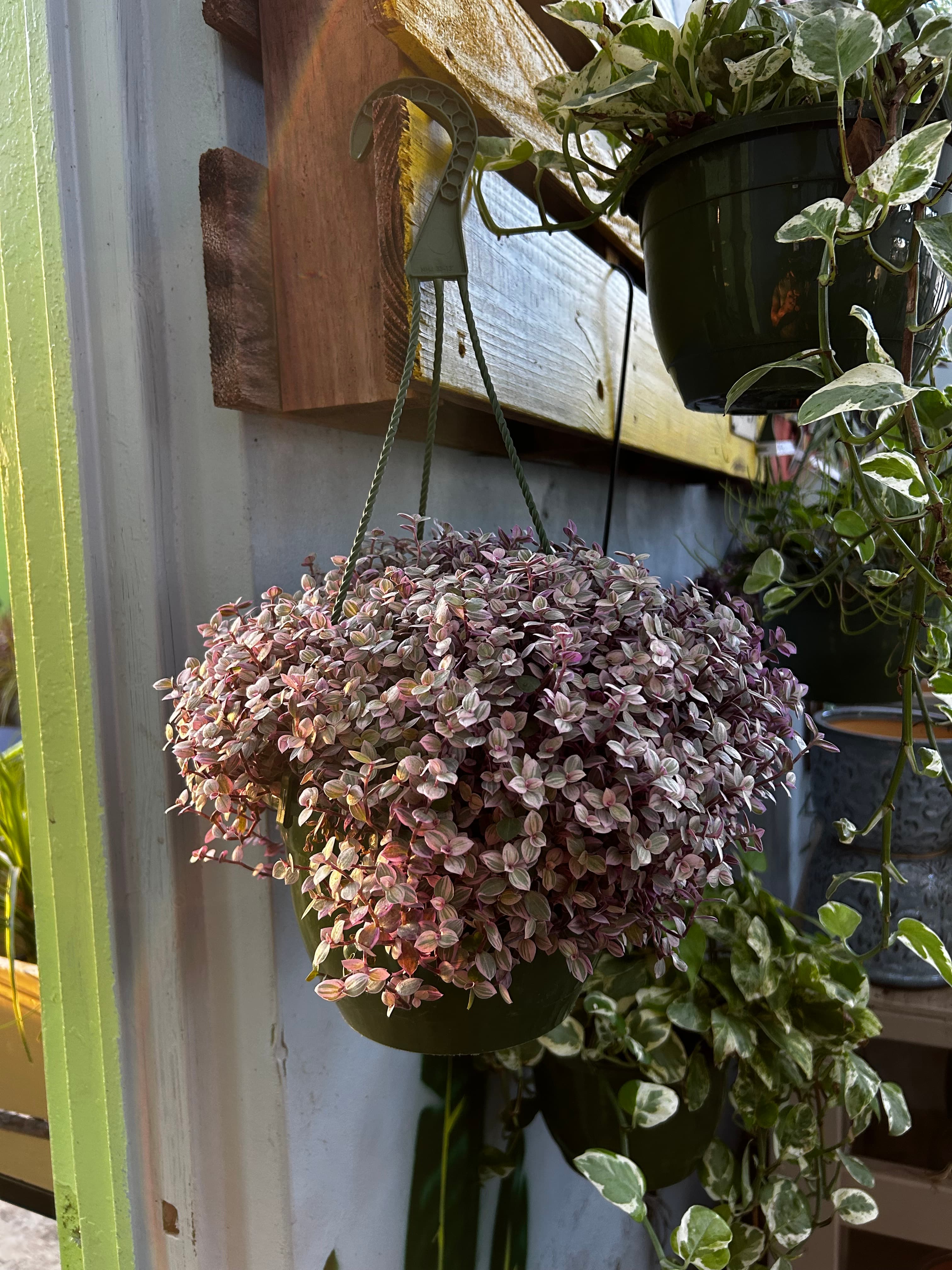 Grown In Dirt Garden Shop Gallery Photo 42