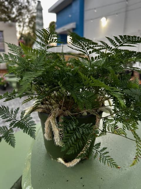 Humata White Rabbit's Foot