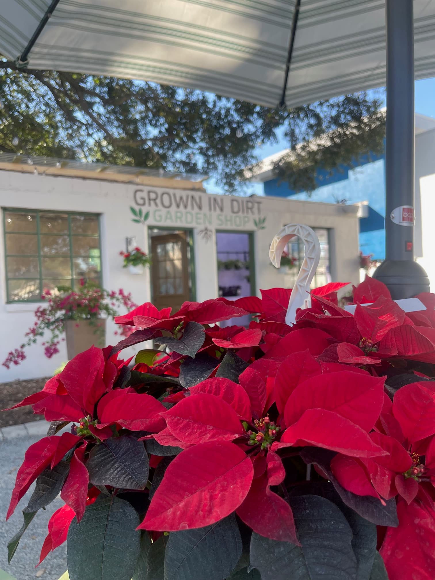 A customer browsing plants