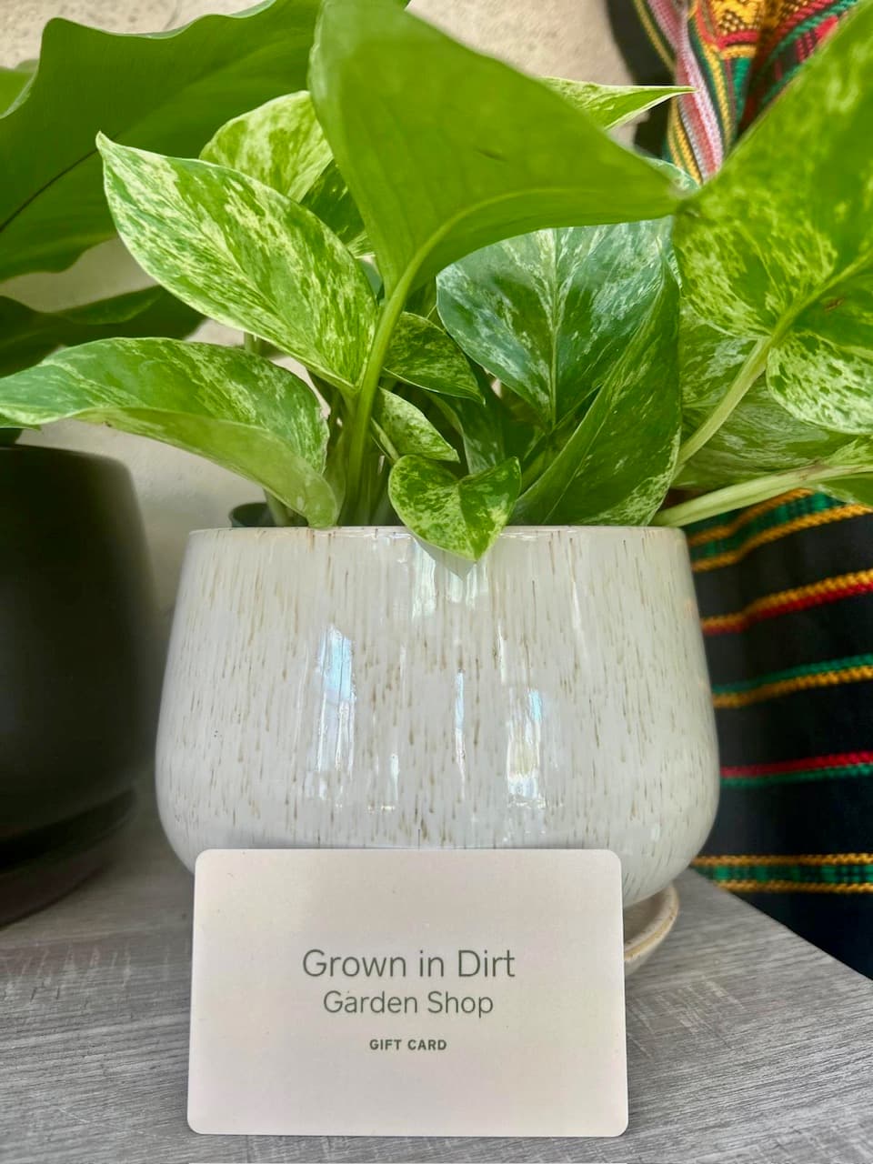 Exotic plants on display