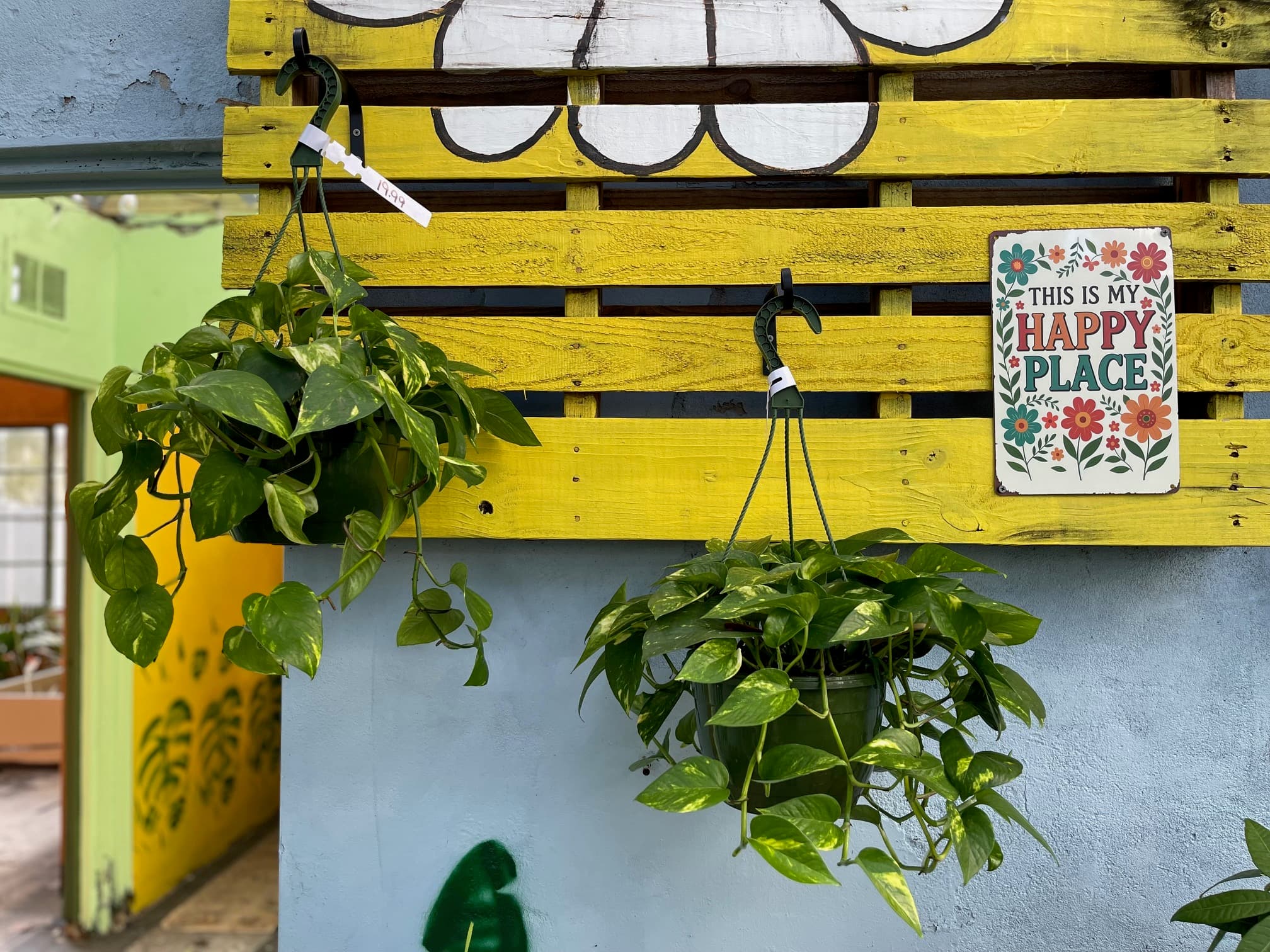 Cacti and succulents on display
