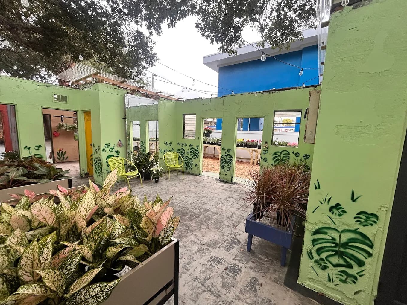 Close-up of a unique plant